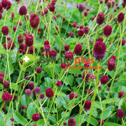 Krvavec lekársky-(Sanguisorba officinalis L.) 